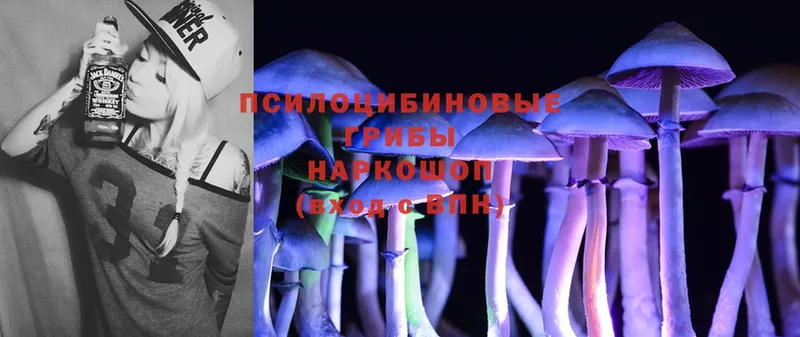 Галлюциногенные грибы Psilocybe  Новоалександровск 